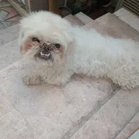 واگذاری سگ پکینیز