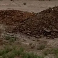 کود گاویی