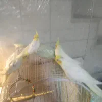 عروس‌هلندی‌چهارتا