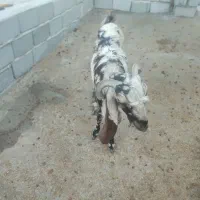 بز پاکستانی