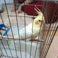 عروس هلندی نر لوتیتو ۷ماهه|پرنده|قم, شاه ابراهیم|دیوار