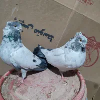 دوتا ماده با یک نفر کله دم سیاه فروشی|پرنده|شاهرود, |دیوار