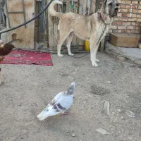 سگ سرابی سه ساله نگهبان|سگ|میانه, |دیوار