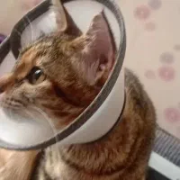 واگذاری گربه DSH