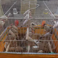 فنچ نرگسی شکلاتی