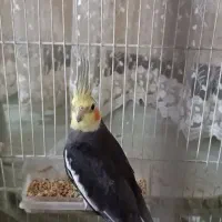 عروس هلندی جفت مولد سخن گو