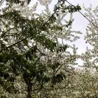 فروش-باغ-در-لواسان