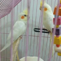 عروس هلندی