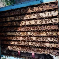 فروش زنبور عسل