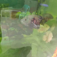 ماهی آکواریومی اسکار 65|ماهی|قائم‌شهر, |دیوار