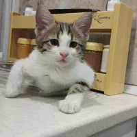 بچه گربه نر پنج ماهه|گربه|پرند, فاز ۶|دیوار