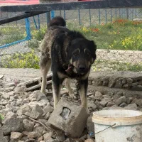 سگ سرابی|سگ|ماکو, |دیوار