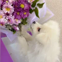 پامرانین جنسیت نر