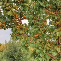 نهال زرد آلو|خدمات باغبانی و درختکاری|مرند, |دیوار