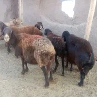 4راس میش داشتی گله گرد وآبستن|حیوانات مزرعه|کدکن, |دیوار