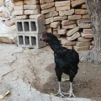 مرغ لاری جوان|حیوانات مزرعه|سنقر, |دیوار