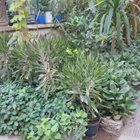 گل.   گل.   گل.|گل مصنوعی|یزد, |دیوار