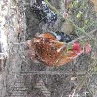 مرغ وخروس محلی وکشین سالم