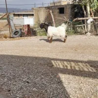 یک عدد بز نر.|حیوانات مزرعه|شوشتر, |دیوار