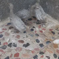 جوجه بقلمون