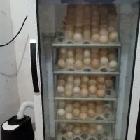 دستگاه جوجه کشی بلدرچین دماوند