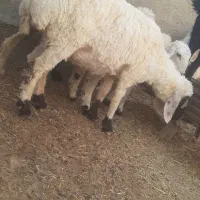 گوسفند ابست و بره گوشتی|حیوانات مزرعه|زابل, |دیوار