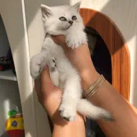 گربه بریتیش سیلور اصیل|گربه|تهران, شهرک غرب|دیوار