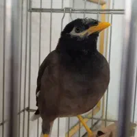 مرغ مینا جوجه رام