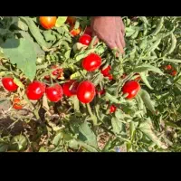 زمین کشاورزی باب باغ