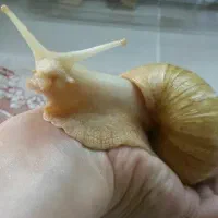 حلزون جید آچاتینا مولد بالغ