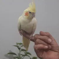 عروس هلندی لوتینو ماده مست دستی دستی