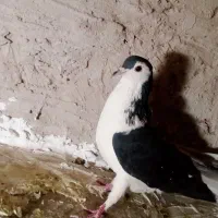 کفتر|پرنده|بیرجند, |دیوار