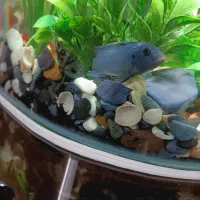 ماهی گوشت خار معاوزه با گیاه خار|ماهی|تهران, هفده شهریور|دیوار