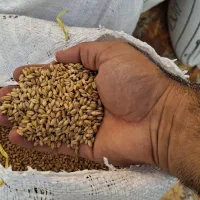 گندم مهرگان بزری