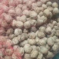 گردو ایرانی سامان درسه سایز|خوردنی و آشامیدنی|اصفهان, دانشگاه اصفهان|دیوار