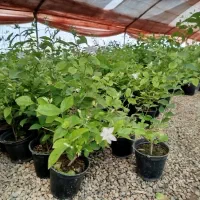 یاس رازقی فقط۲۸ت|گل و گیاه طبیعی|اصفهان, زاجان|دیوار