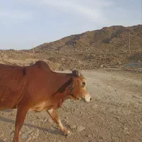 گاو نر فروشی