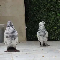 گمشده