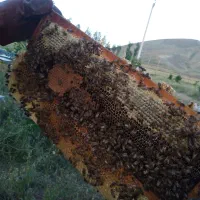 عسل اصل طبیعی|خوردنی و آشامیدنی|گرمی, |دیوار