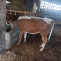 تلی گوساله  نزاییده دورگ سیمینتال خوش خوراک|حیوانات مزرعه|گنبد کاووس, |دیوار