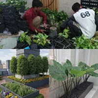 خدمات باغبانی تعویض خاک گلدون کود 30٪در محل