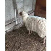 گوسفند ماده ۴ ساله تالشی