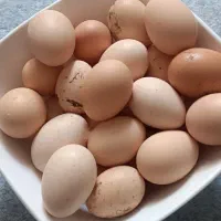 تخم مرغ محلی ارگانیک