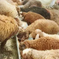 همه رقم گوسفند بره نر و ماده چاق باقیمت مناسب