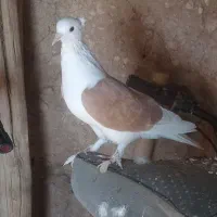 دوکت زرد ماده