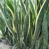 فروشی|گل و گیاه طبیعی|ماسال, |دیوار