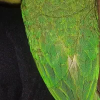 پرنده گ م ش ده