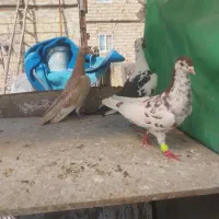 پرنده