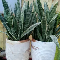 گل وگیاه