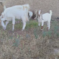 دو راس بز زاییده شیرا دو قلو
